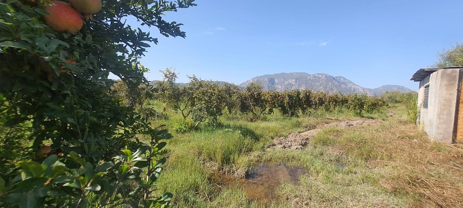 Ortaca Güzelyurt’ta 19.167m² Nar Bahçesi Fırsatı