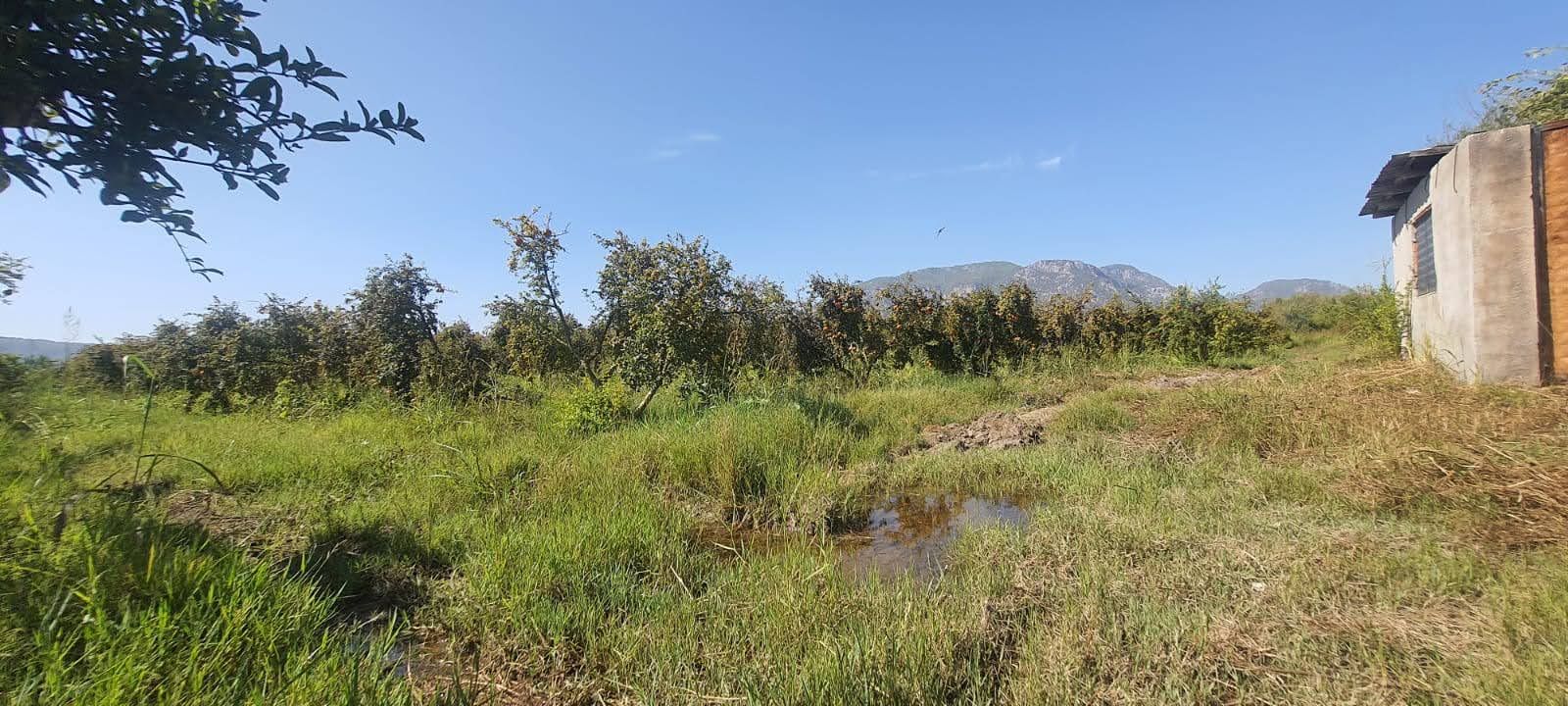 Ortaca Güzelyurt’ta 19.167m² Nar Bahçesi Fırsatı