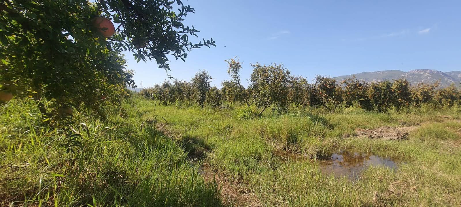 Ortaca Güzelyurt’ta 19.167m² Nar Bahçesi Fırsatı