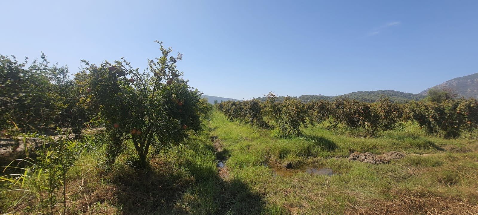 Ortaca Güzelyurt’ta 19.167m² Nar Bahçesi Fırsatı