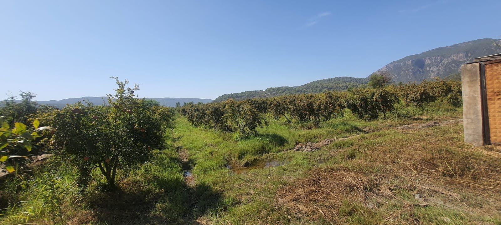 Ortaca Güzelyurt’ta 19.167m² Nar Bahçesi Fırsatı