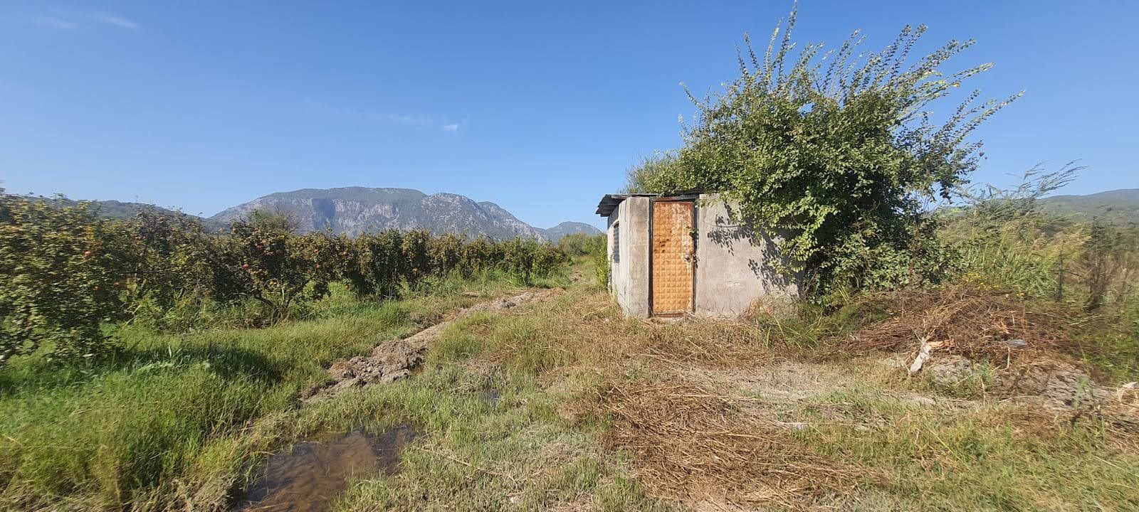 Ortaca Güzelyurt’ta 19.167m² Nar Bahçesi Fırsatı