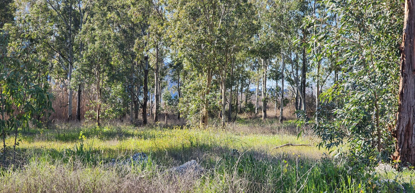 Ortaca Güzelyurt'ta Sarıgerme Yoluna Yakın 5.000m² Satılık Tarla